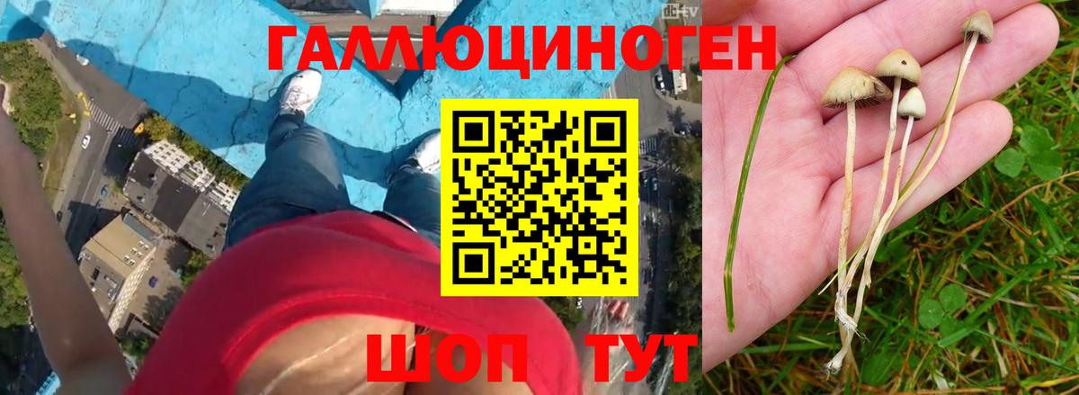 Галлюциногенные грибы ЛСД  Кисловодск  Псилоцибиновые грибы GOLDEN TEACHER 